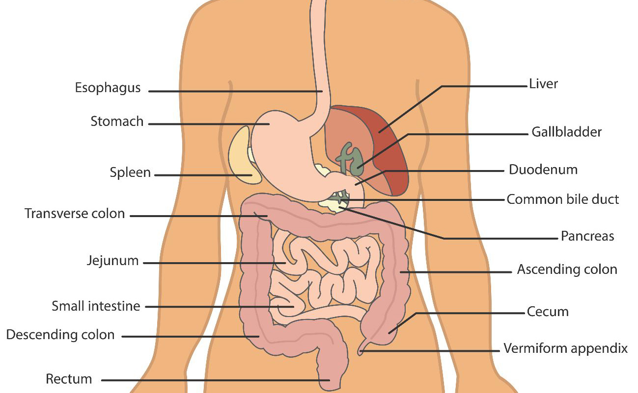 AbdominalPartsofBody_v1 AbdominalPartsofBody_v1